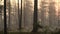 Early autumn morning - all in a fog. Pine forest at foggy sunrise. Tree trunks and cold mist