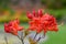 Early azalea rhododendron prinophyllum flowers