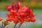 Early azalea rhododendron prinophyllum flowers