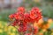 Early azalea rhododendron prinophyllum flowers