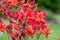 Early azalea rhododendron prinophyllum flowers