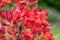 Early azalea rhododendron prinophyllum flowers