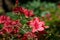 Early azalea rhododendron prinophyllum flowers