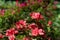 Early azalea rhododendron prinophyllum flowers