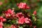 Early azalea rhododendron prinophyllum flowers