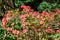 Early azalea rhododendron prinophyllum flowers