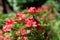 Early azalea rhododendron prinophyllum flowers