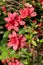 Early azalea rhododendron prinophyllum flowers