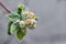 Early bloom buds on the edge of an apple tree branch on a grey background macro