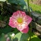 Early bloom of a lotus