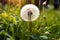 Early Bloom: Macro Photography of a Pure White Dandelion Head in a Meadow During Golden Hour