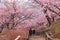 Early blooming cherry blossoms
