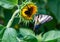 Early blooming sunflower with Eastern tiger swallowtail butterfly