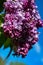 Early Blooms of Lilac Flowers