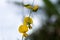 Early blossom blurred background for creating ecological design ideas, sunshine branch, natural backdrop, background tones, blurre