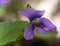 EARLY  BLUE VIOLET in Algonquin Park in springtime