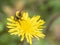 Early bumblebee Bombus pratorum calmbering over flower head. UK.