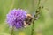 Early Bumblebee or early-nesting bumblebee, Bombus pratorum, male sitting on devils bit scabious, Succisa pratensis