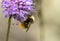 Early Bumblebee or early-nesting bumblebee, Bombus pratorum, male sitting on devils bit scabious, Succisa pratensis