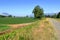 Early Canadian West Coast Corn Field in Spring