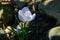 Early crocus Blue Pearl on natural background with stones