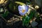 Early crocus Blue Pearl on natural background with stones