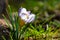 Early crocus Blue Pearl on natural background with stones. Selective close-up focus