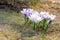 Early crocus flowers bloom on a sunny hillside, top view