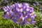 Early crocus with violet blossom