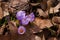 Early crocuses seeking sunlight