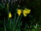 Early daffodils