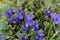 Early dog violet Viola reichenbachiana