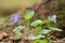 Early dog-violet Viola reichenbachiana in forest