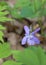 Early Dog-VioletViola reichenbachiana flowering close-up