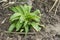Early emerging Allium ursinum plant - wild garlic, ramsons, cowleekes growing in the field