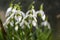 Early flowering Snowdrops Galanthus Amaryllidaceae