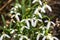 Early flowering Snowdrops Galanthus Amaryllidaceae between dry leaves in sunlight