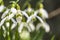 Early flowering Snowdrops Galanthus Amaryllidaceae in sunlight