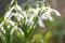 Early flowering Snowdrops Galanthus Amaryllidaceae in sunlight