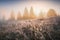 Early frozen morning with hoarfrost on a grass