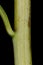 Early Goldenrod (Solidago gigantea). Stem Closeup