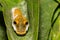 Early Instar Spicebush Swallowtail Butterfly Caterpillar