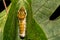 Early Instar Spicebush Swallowtail Butterfly Caterpillar