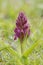 Early Marsh Orchid