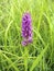 Early Marsh-orchid