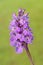 Early Marsh-orchid (Dactylorhiza incarnata)