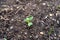 Early microgreen of a kale seedling, emerging from compost soil, in a vegetable garden. Growing the leafy vegetable from seed,