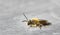 Early mining bee Andrena haemorrhoa
