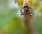 Early mining bee Andrena haemorrhoa