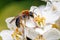 Early Mining Bee - Andrena haemorrhoa on apple blossom.